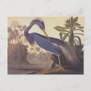 Postal Garza de Luisiana de Audubon o garza de Tricolored