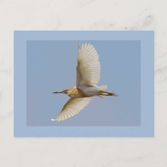 Postal Garza de Squacco (Anverso)