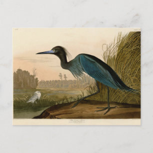 Postal Garza Grulla Azul Impresión de Audubon Arte Coster