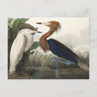 Garza morada de los pájaros de Estados Unidos