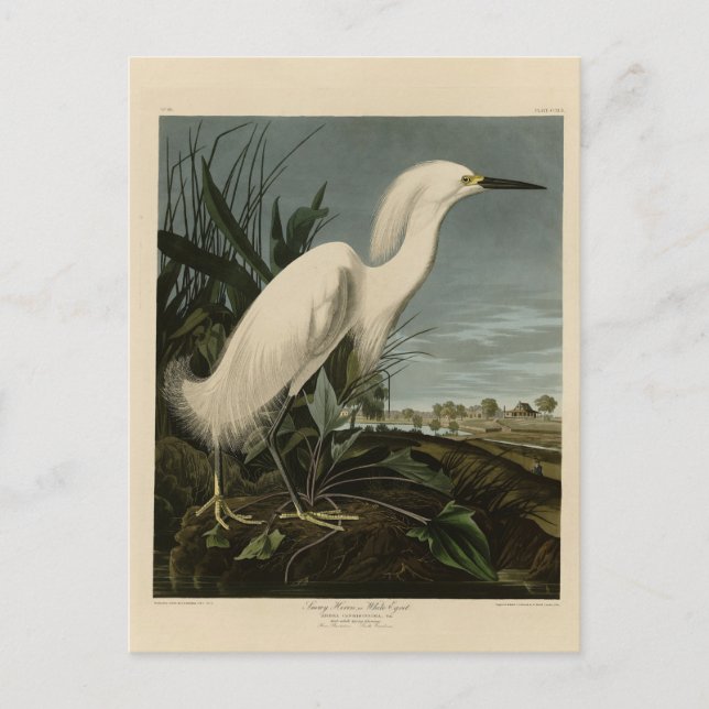 Postal Garza Nivosa (Egret) - Aves de América de Audubon (Anverso)
