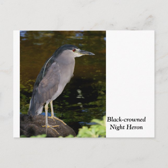 Postal Garza nocturna coronada de negro (Anverso)