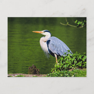 Postal Garza Real Gris
