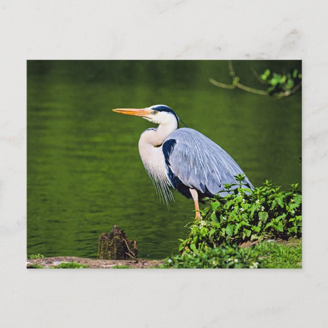 Postal Garza Real Gris (Anverso)