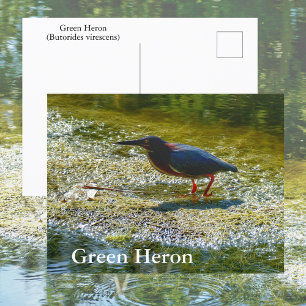 Postal Garza Verde Fotografía de Aves en las Aguas de los