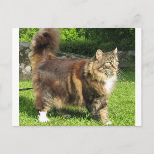 Postal gata boscosa noruega completa.png