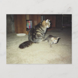 Postal Gata con gatito