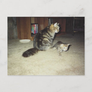 Postal Gata con gatito