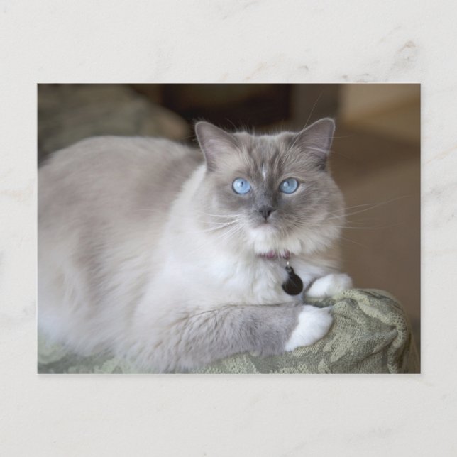 Postal Gata Ragdoll hembra (Anverso)