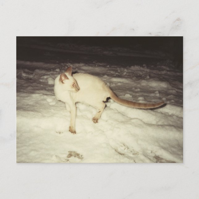 Postal gata siamesa (Anverso)