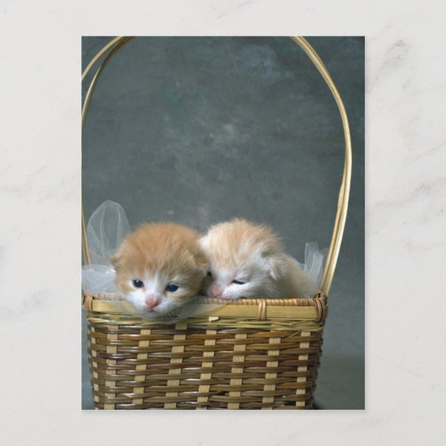 Postal Gatita (Anverso)