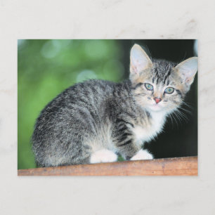 Postal Gatito