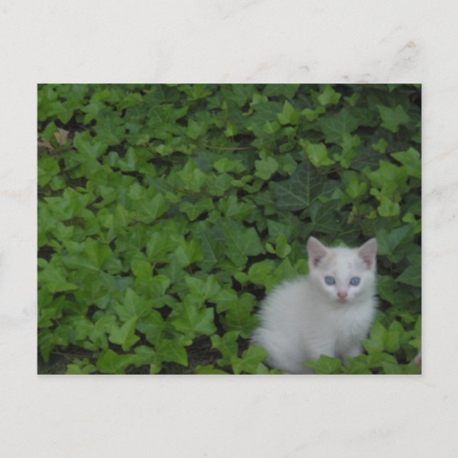 Postal Gatito (Anverso)
