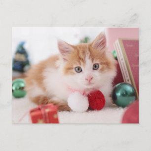 Postal Gatito