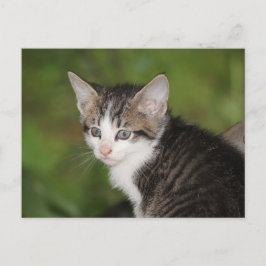 Postal Gatito