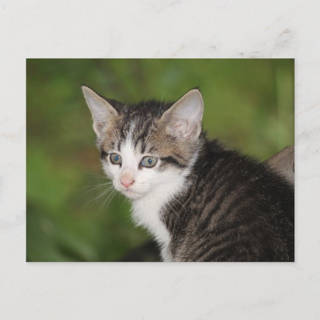 Postal Gatito (Anverso)