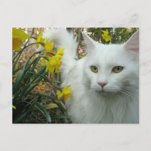 Postal Gatito (Anverso)