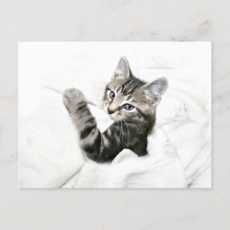 Postal Gatito