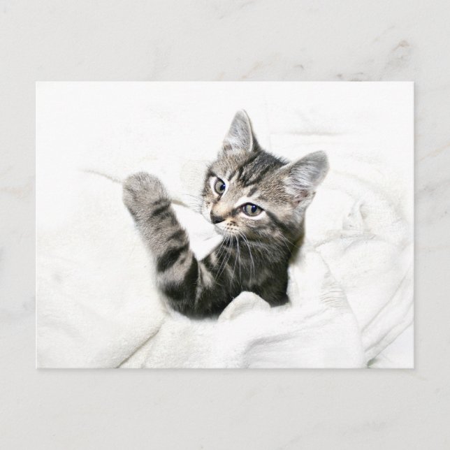 Postal Gatito (Anverso)