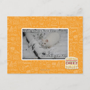 Postal Gatito 1 de la cautela