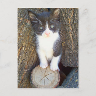 Postal Gatito 2