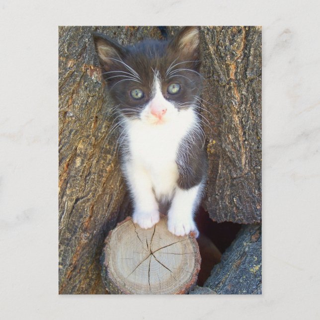 Postal Gatito 2 (Anverso)