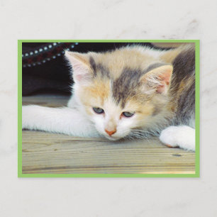 Postal Gatito Aburrido En El Suelo Con Cara Triste