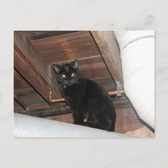 Postal Gatito adoptivo del negro (Anverso)