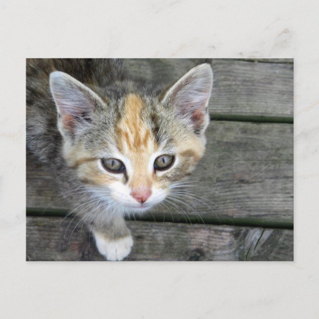 Postal Gatito adorable (Anverso)
