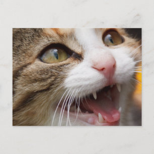 Postal Gatito adorable