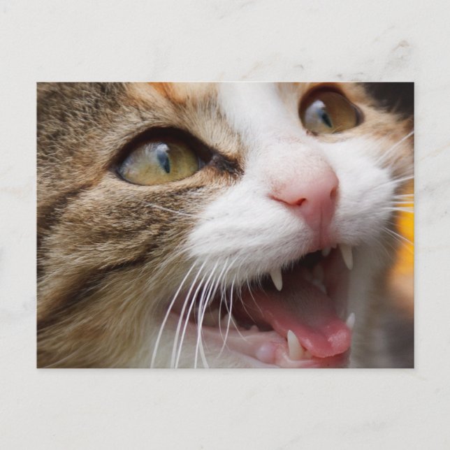 Postal Gatito adorable (Anverso)