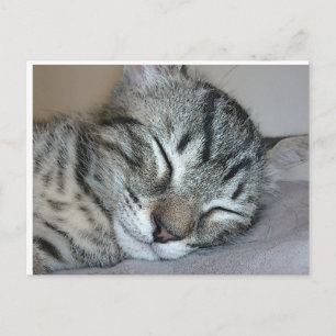 Postal Gatito agudo