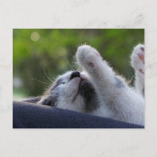 Postal Gatito agudo