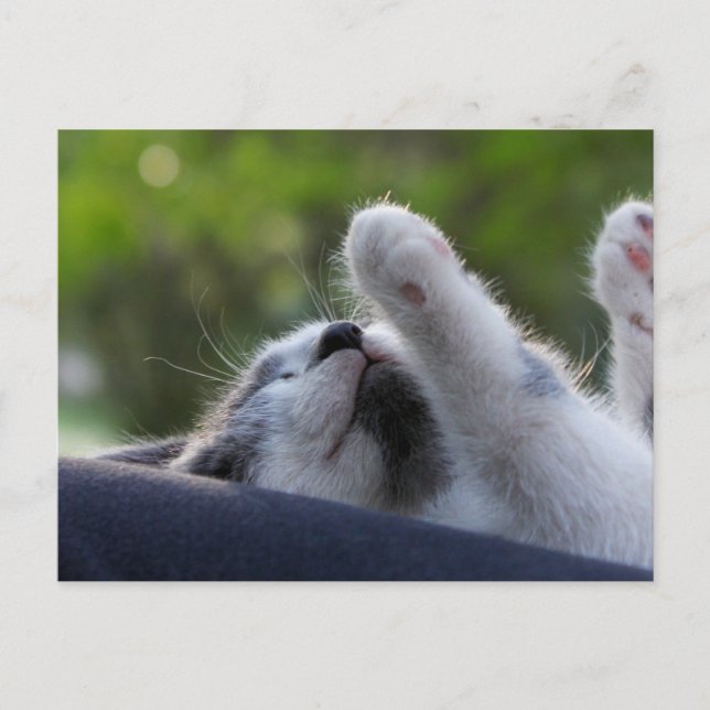 Postal Gatito agudo (Anverso)