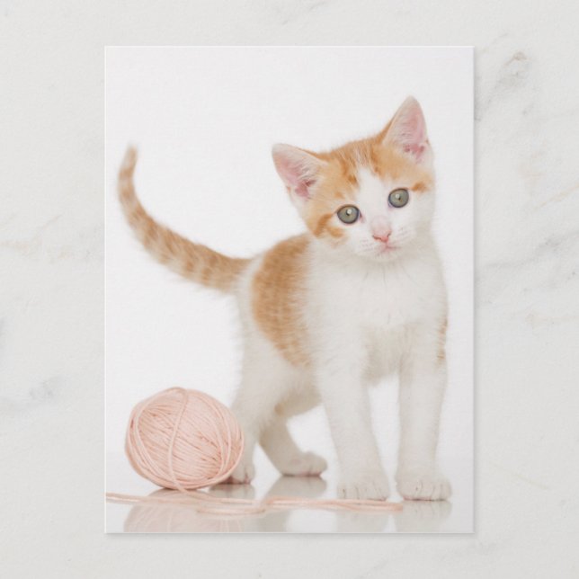 Postal Gatito Al Lado De La Pelota De La Cadena (Anverso)