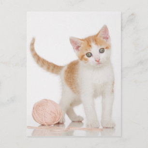 Postal Gatito Al Lado De La Pelota De La Cadena