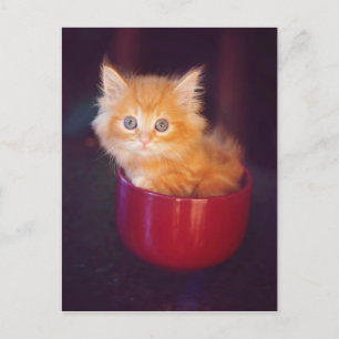 Postal Gatito anaranjado en una taza roja