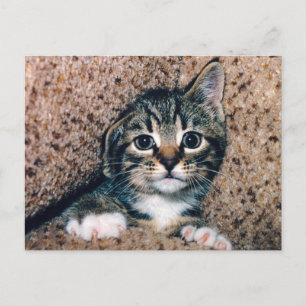 Postal Gatito Atigrado Adorable con Ojos Grandes que se A