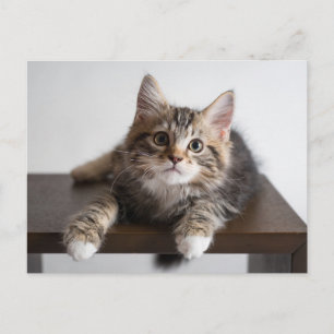 Postal Gatito Atigrado Adorable y Esponjoso con Patas Bla