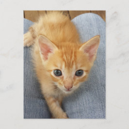 Postal Gatito atigrado naranja