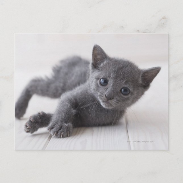 Postal Gatito azul ruso (Anverso)