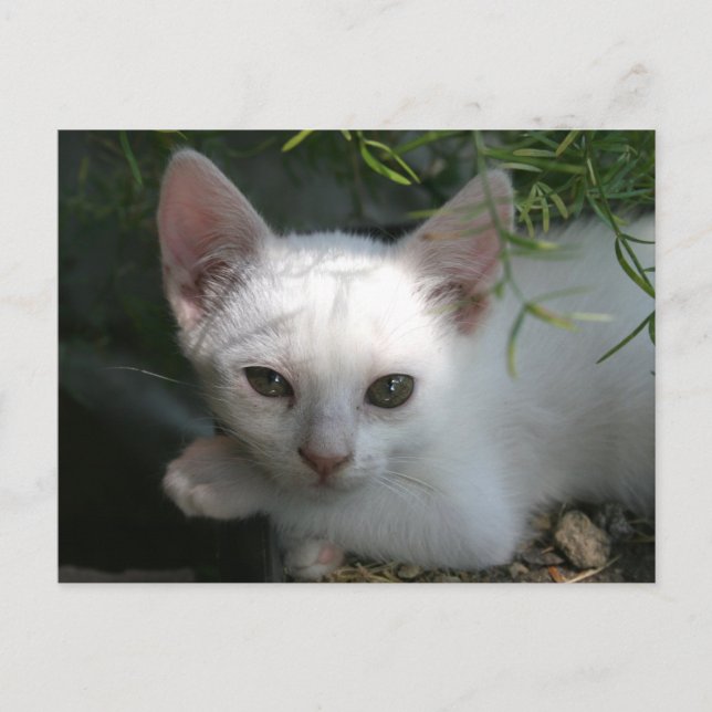 Postal Gatito blanco (Anverso)