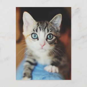 Postal Gatito blanco azul brillante
