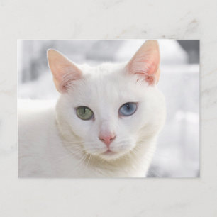 Postal gatito blanco de ojos extraños frente a frente