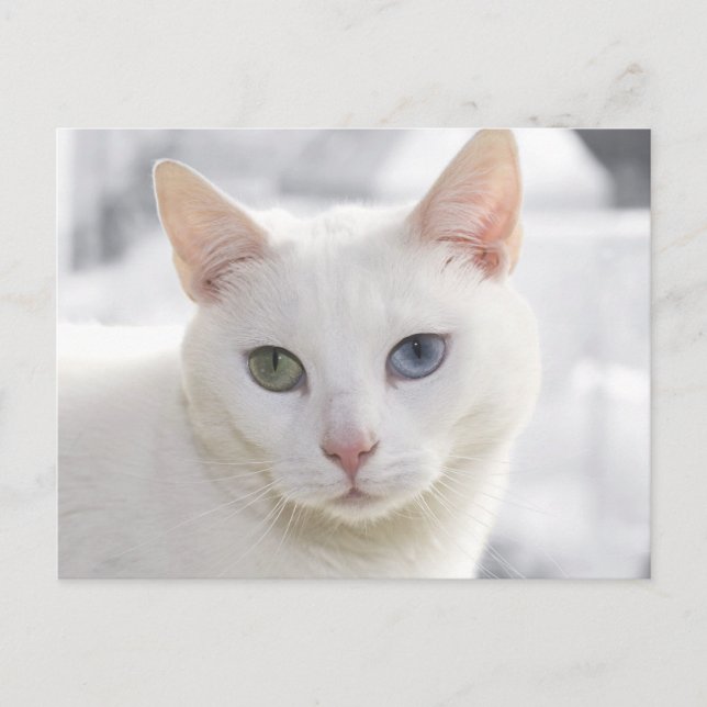 Postal gatito blanco de ojos extraños frente a frente (Anverso)