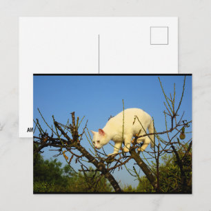 Postal Gatito blanco en almendro