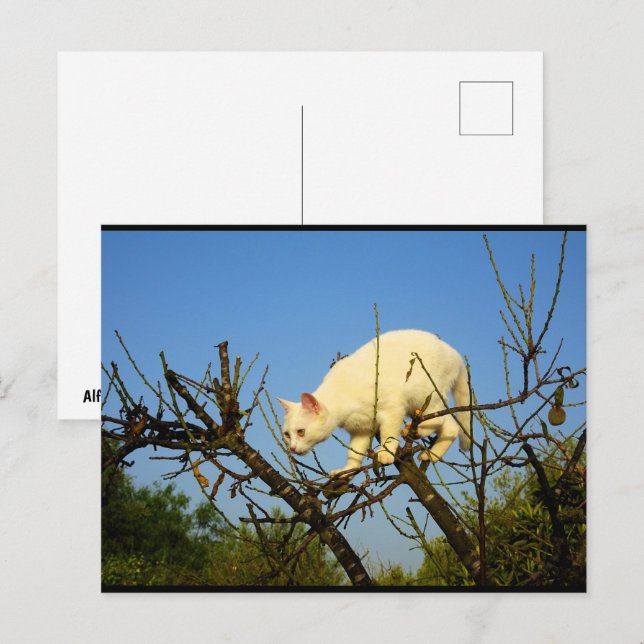Postal Gatito blanco en almendro (Anverso / Reverso)