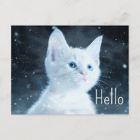 Gatito blanco lindo con ojos azules Bonitos Hola