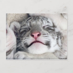 Postal Gatito blanco Napping del tigre