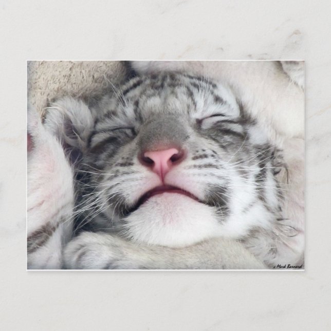 Postal Gatito blanco Napping del tigre (Anverso)